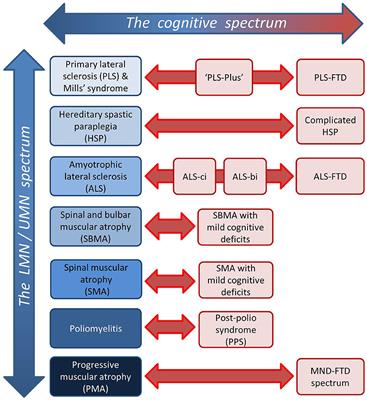 Frontotemporal Pathology in Motor Neuron Disease Phenotypes: Insights From Neuroimaging